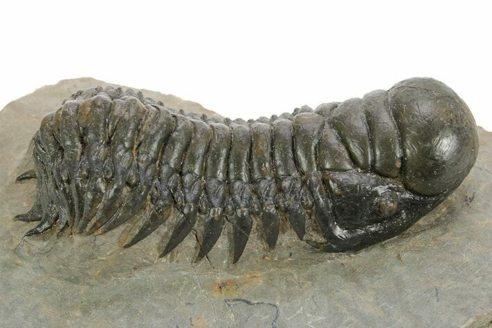 Detailed Crotalocephalina Trilobite - Atchana, Morocco #359545